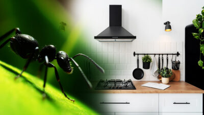 Découvrez comment éloigner les fourmis de votre cuisine avec ces cinq astuces 100% naturelles et efficaces