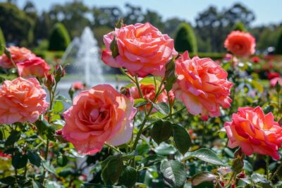 Comment sublimer votre jardin cet été? Suivez ces 5 conseils indispensables pour des rosiers éblouissants!
