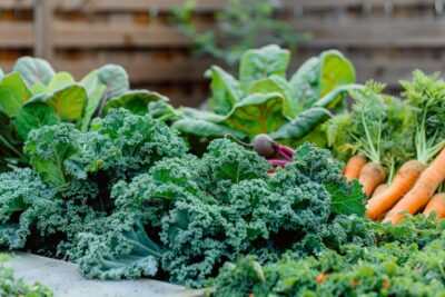 Comment sublimer votre potager avant l'hiver : découvrez 8 légumes à semer en octobre pour des repas savoureux