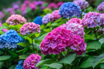 Vous vous demandez pourquoi vos hortensias virent au vert ? Découvrez les secrets de leurs couleurs changeantes