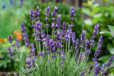 Découvrez les raisons surprenantes de planter de la lavande en juillet pour un jardin qui respire la sérénité