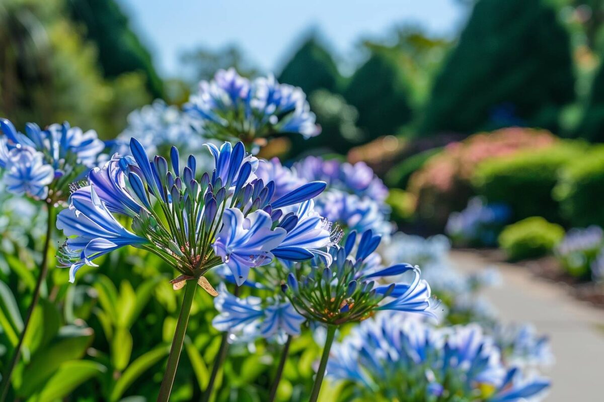 Découvrez trois astuces incontournables pour magnifier la floraison de vos agapanthes tout l’été