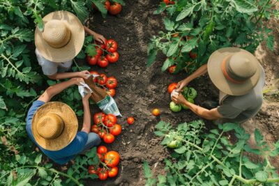 Les jardiniers en herbe, découvrez l’engrais naturel miracle pour une récolte de tomates doublée cette année