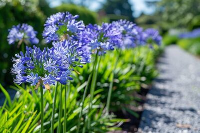 Les secrets d’un jardin coloré : cultiver et soigner vos agapanthes pour une floraison éclatante