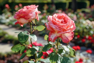 Les secrets d’un jardin fleuri: comment redonner vie à vos rosiers défeuillés pour un spectacle éblouissant