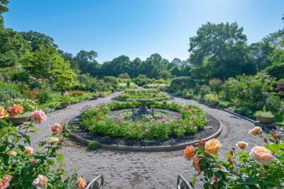 Les secrets magiques du jardin d’André Eve : une oasis de roses anciennes et de passion