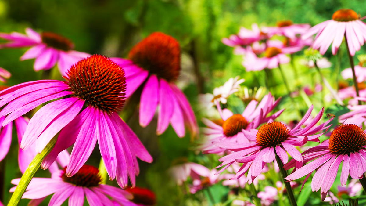 Éclairez votre jardin de manière naturelle avec ces plantes florissantes jusqu'aux gelées