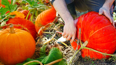 Les étapes essentielles pour cultiver des citrouilles dans votre jardin et garantir une abondante récolte