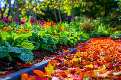 Utiliser les feuilles mortes comme paillis : un geste écologique bénéfique ou un risque pour vos plantes ?