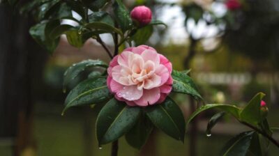 5 erreurs qui peuvent saboter la floraison de votre camélia et comment les éviter