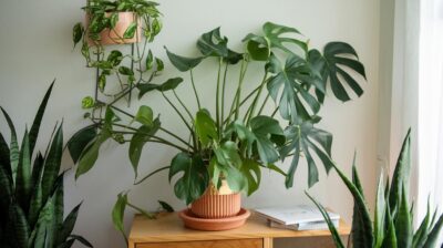 Augmentez votre collection de Monstera avec ces techniques simples et efficaces