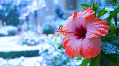 hibiscus en hiver : votre guide pour éviter les erreurs communes de protection