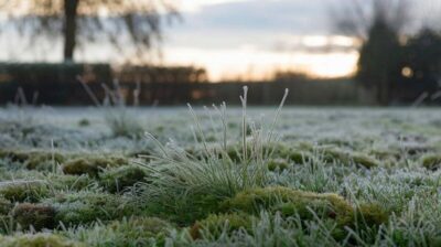 La mousse prend le dessus sur votre pelouse en hiver : le moment est-il opportun pour agir ?