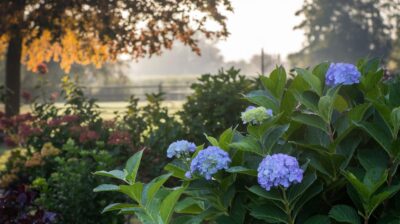 La taille en automne est-elle adaptée pour les hortensias ? Analyse des effets sur la floraison