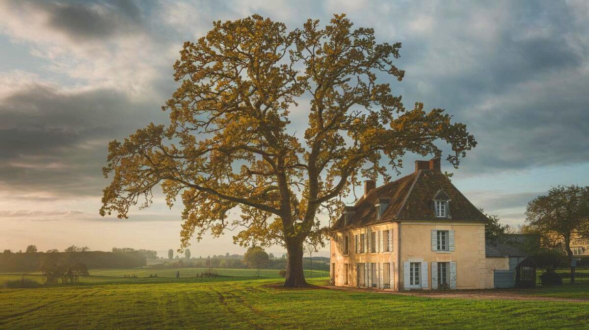 La valeur de votre maison pourrait souffrir à cause de cet arbre dans votre jardin