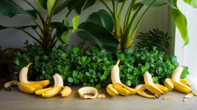 redonnez vie à vos plantes d'intérieur en utilisant cette technique simple avec des peaux de banane