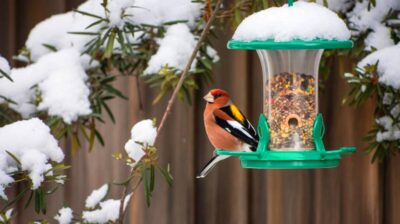 Un refuge pour le gros-bec : transformez votre jardin en paradis hivernal pour cet oiseau