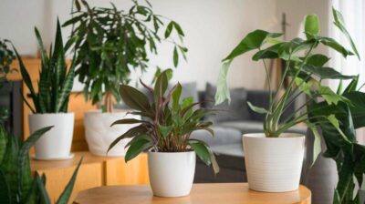 Utilisez ces 6 plantes d'intérieur pour maintenir un air sain et confortable cet hiver