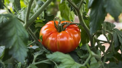 Les secrets pour garder vos tomates intactes: découvrez pourquoi elles se fendent et comment éviter cela