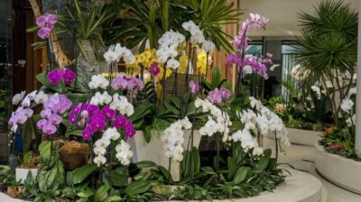 Orchidées scintillantes : découvrez le secret de jardinage qui transforme votre intérieur en oasis florale